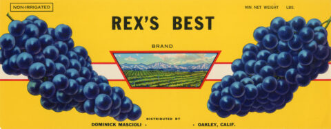Rex s Best